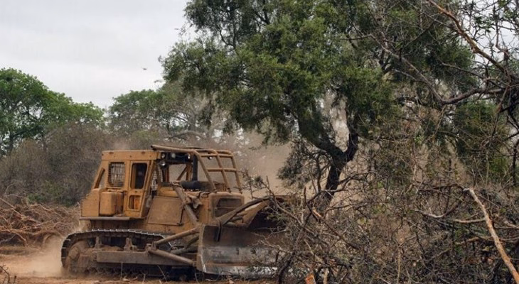 ¿Cuál es la tendencia del desmonte ilegal en Córdoba?