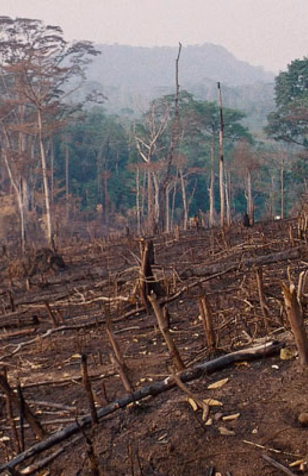 ¿Cómo afectan los productos químicos al medio ambiente?