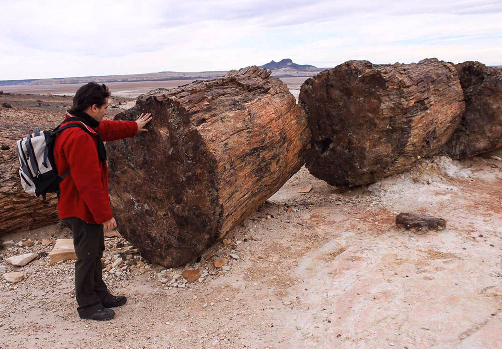 ¿Cuáles son los problemas de conservación de los bosques?
