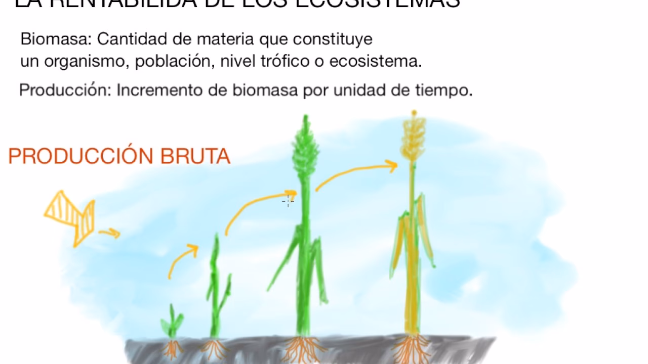 ¿Qué es la productividad del ecosistema?