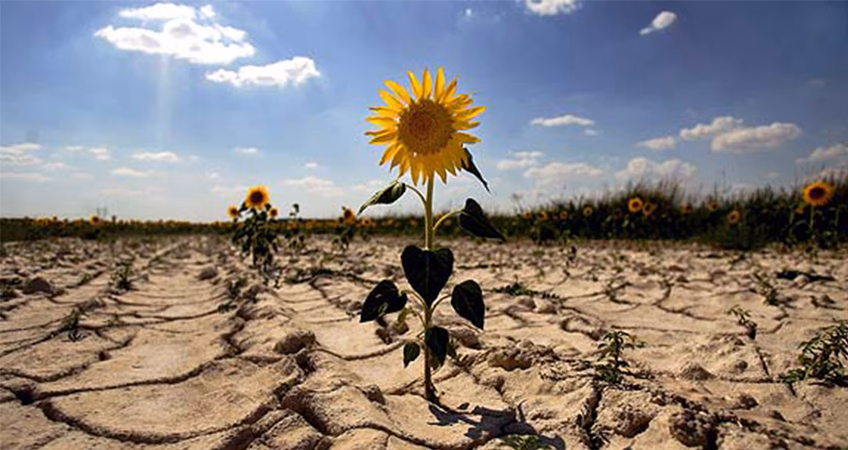 ¿Cuáles son los alimentos que contribuyen al calentamiento global?