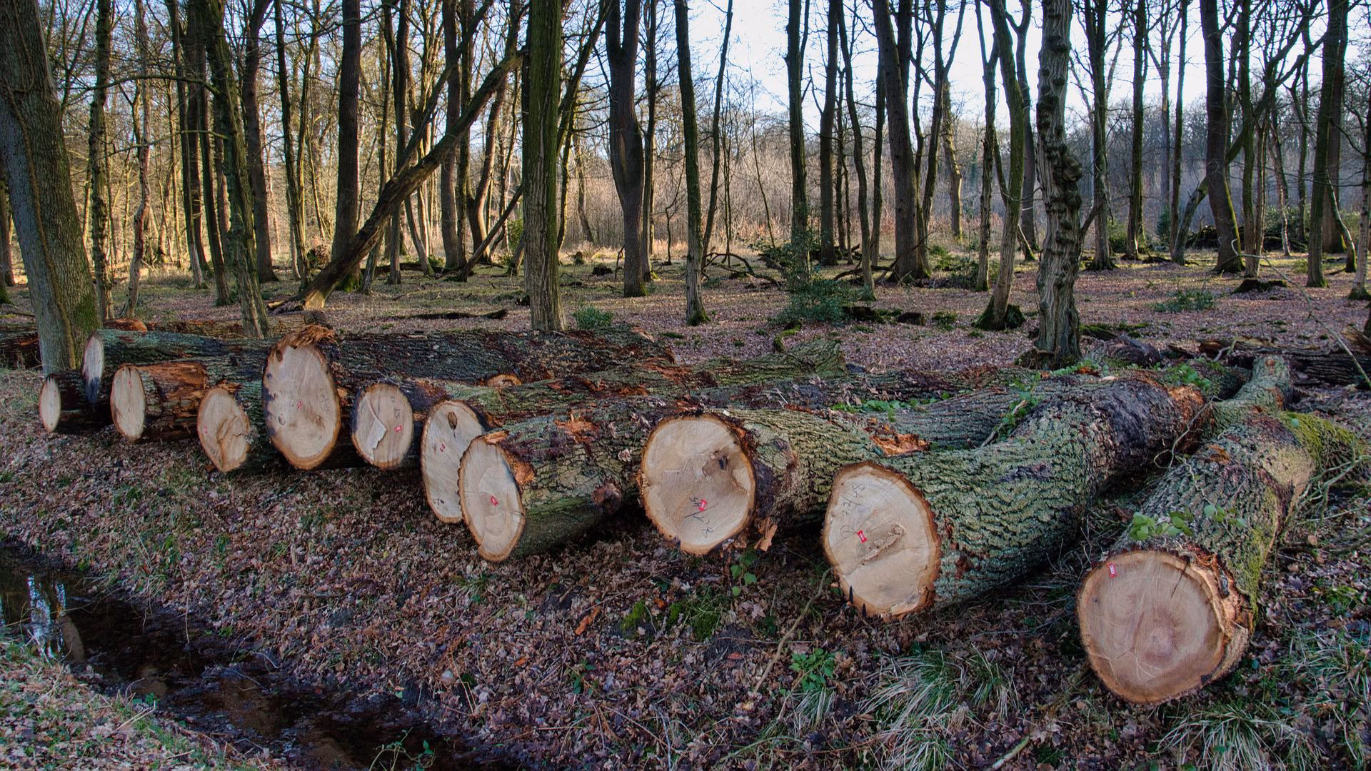 What are the disadvantages of deforestation?