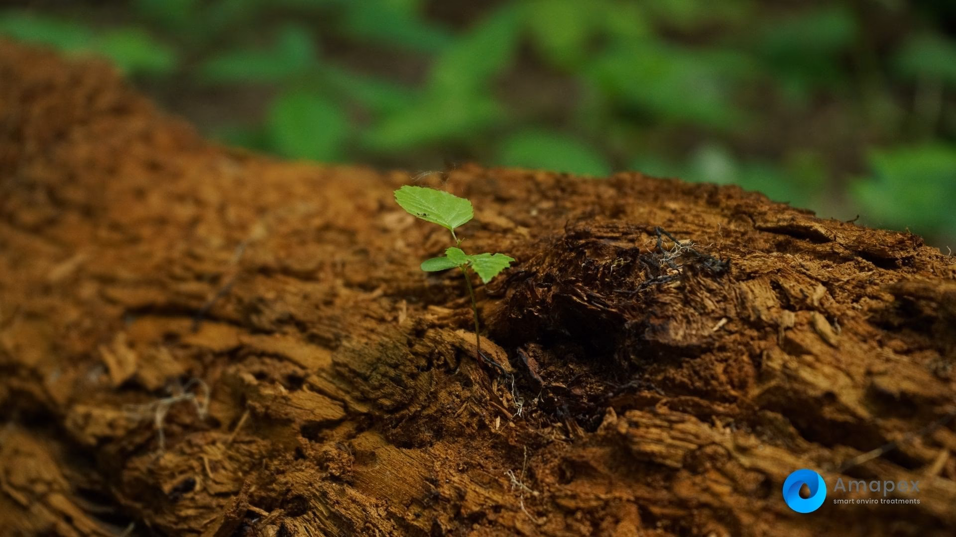 ¿Qué es el proyecto de recuperacin de suelo contaminado por hidrocarburos?