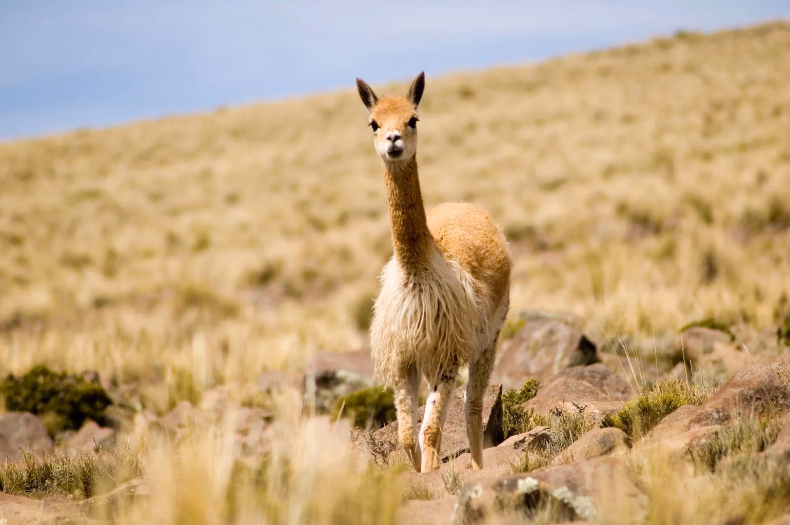 ¿Qué es el proyecto de Desarrollo Sustentable?