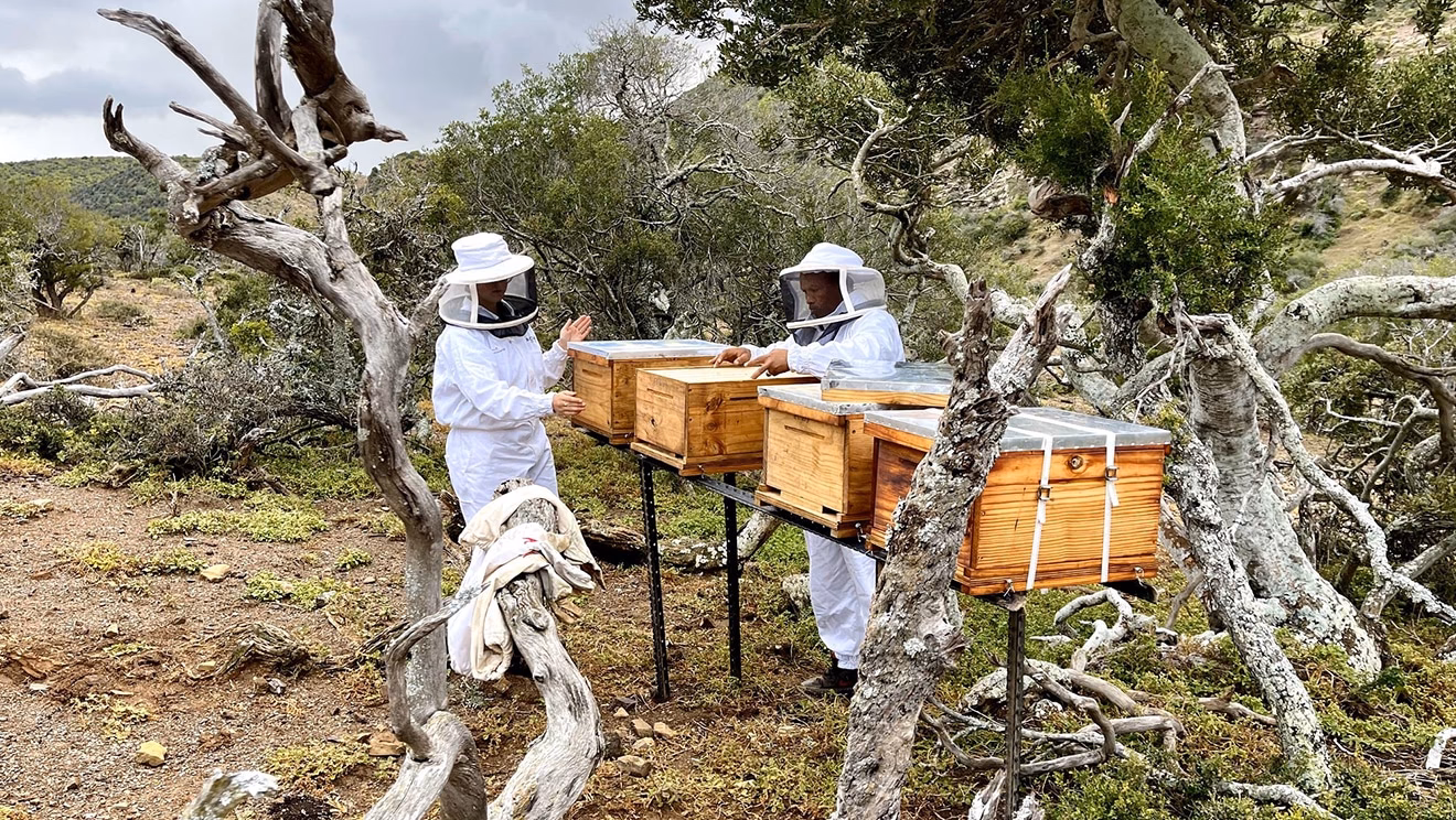 ¿Cuáles son los requisitos para implementar la apicultura?