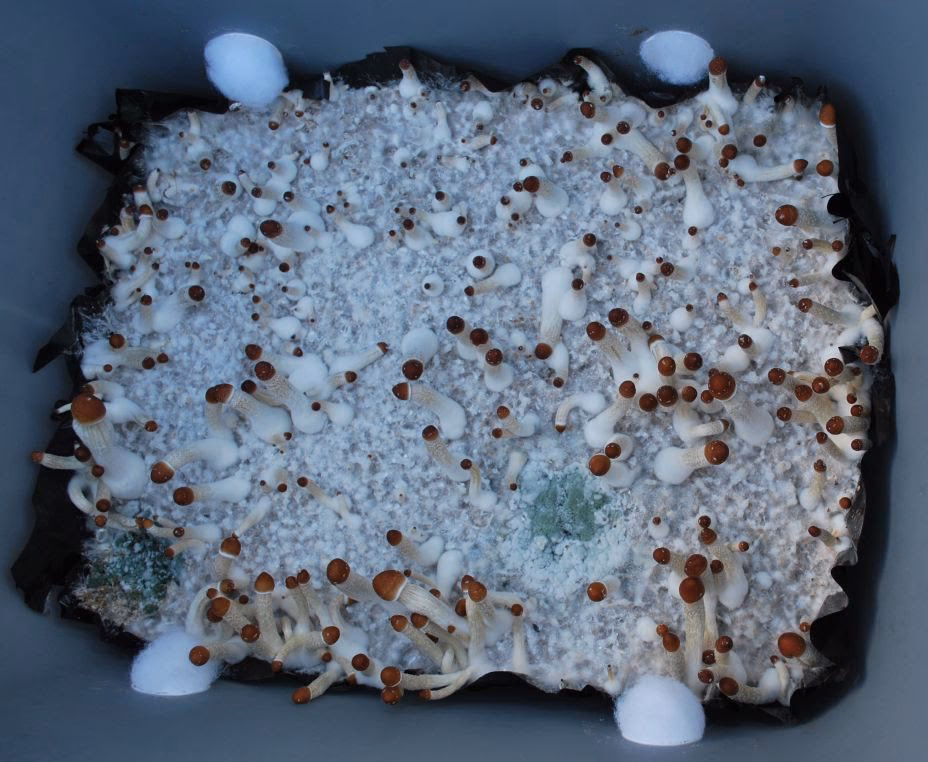 Is it possible to avoid contamination in a mushroom culture?