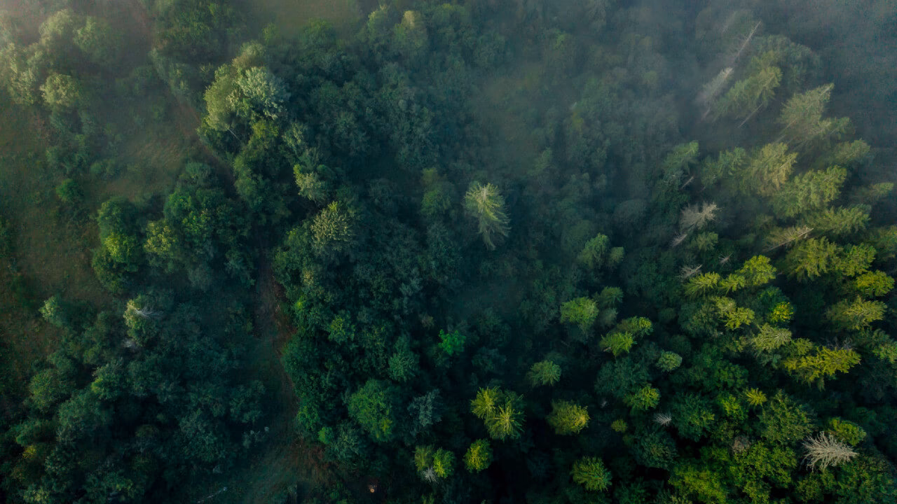 ¿Cómo comunicarme con el Ayuntamiento de el bosque?