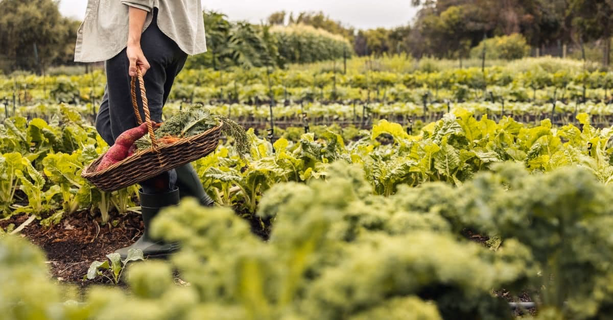 ¿Cómo está la agricultura orgánica en nuestro país?