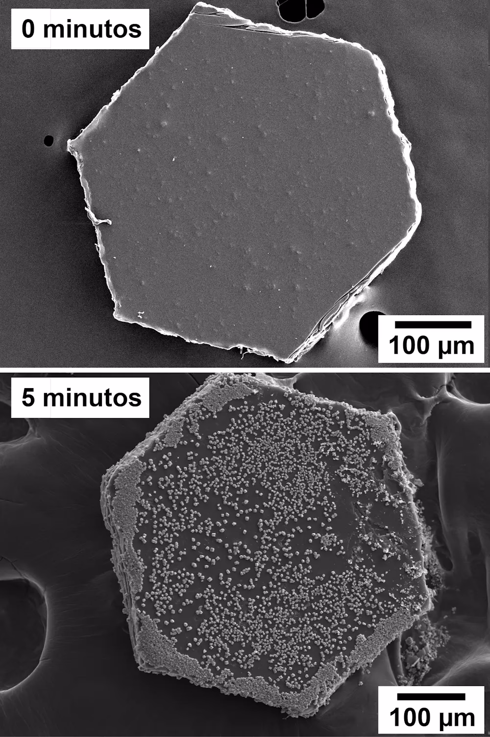 ¿Dónde se cultiva la purpurina?