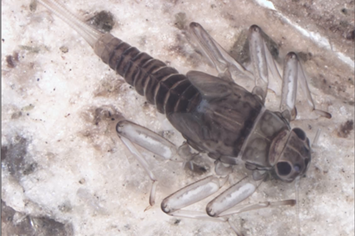 ¿Cómo se reproducen los insectos no acuáticos?