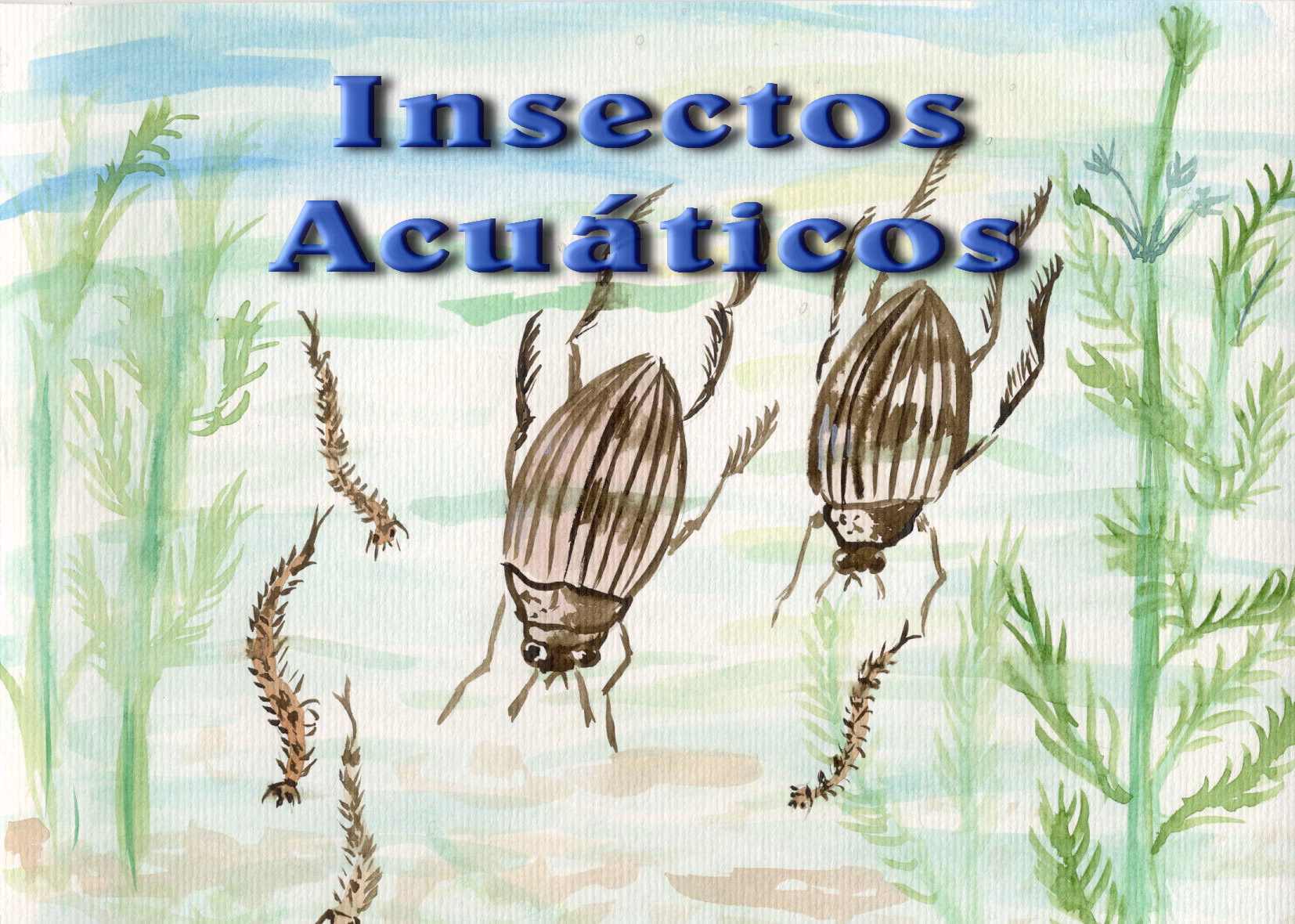 ¿Cómo se alimentan los insectos?