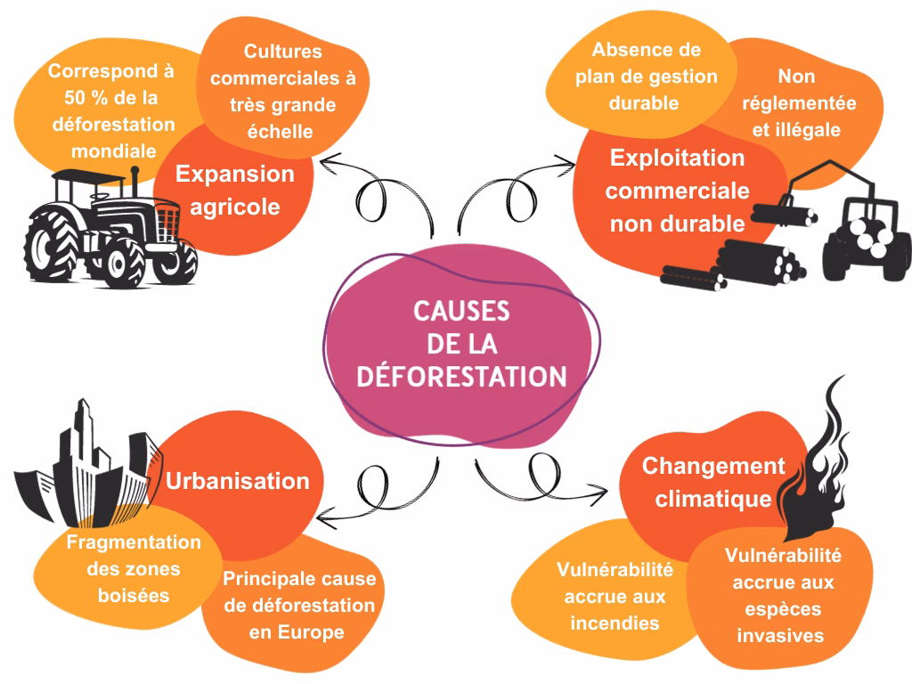 Quels sont les enjeux de la lutte contre la déforestation ?
