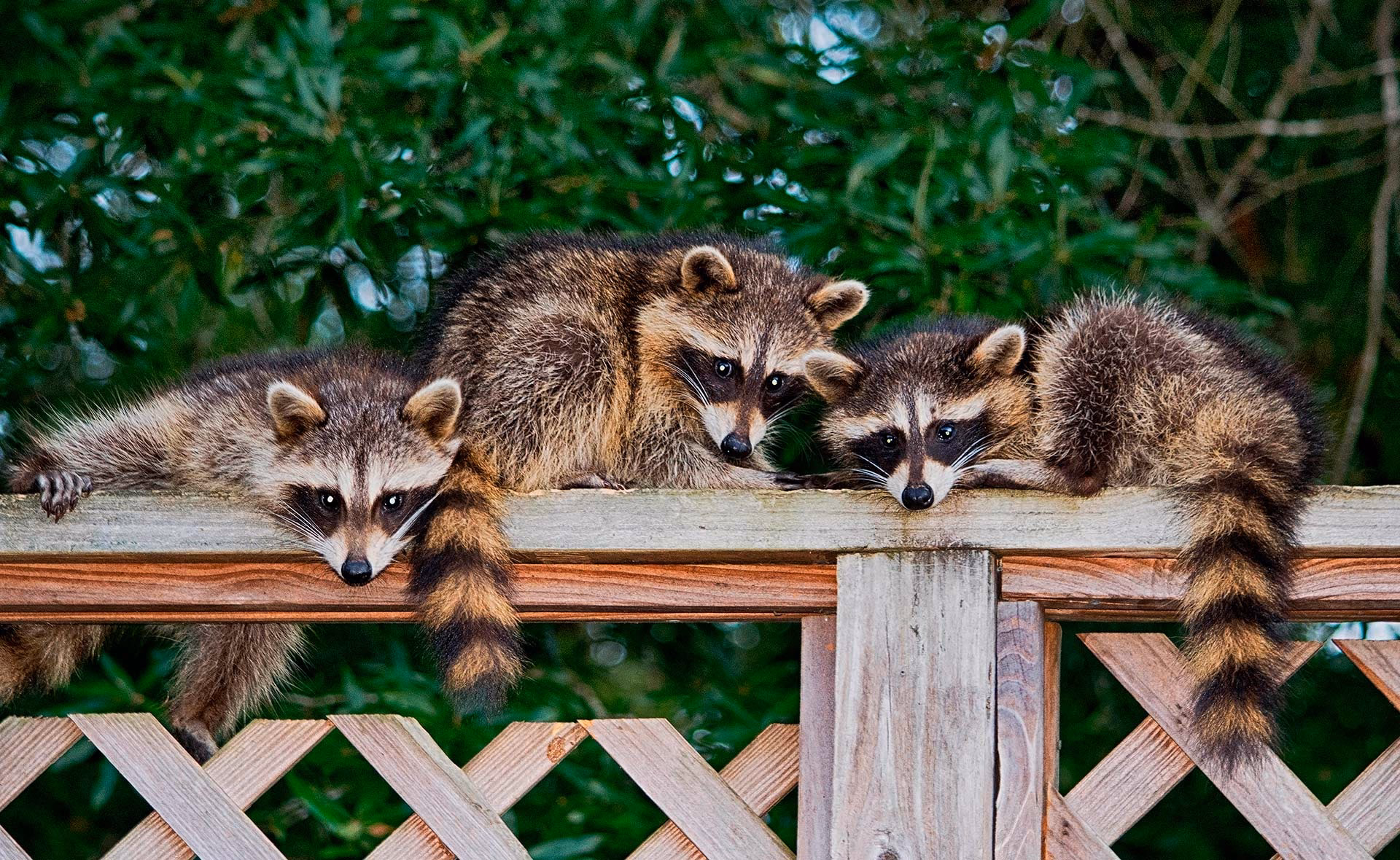 ¿Cómo afecta el cambio climático a la biodiversidad?