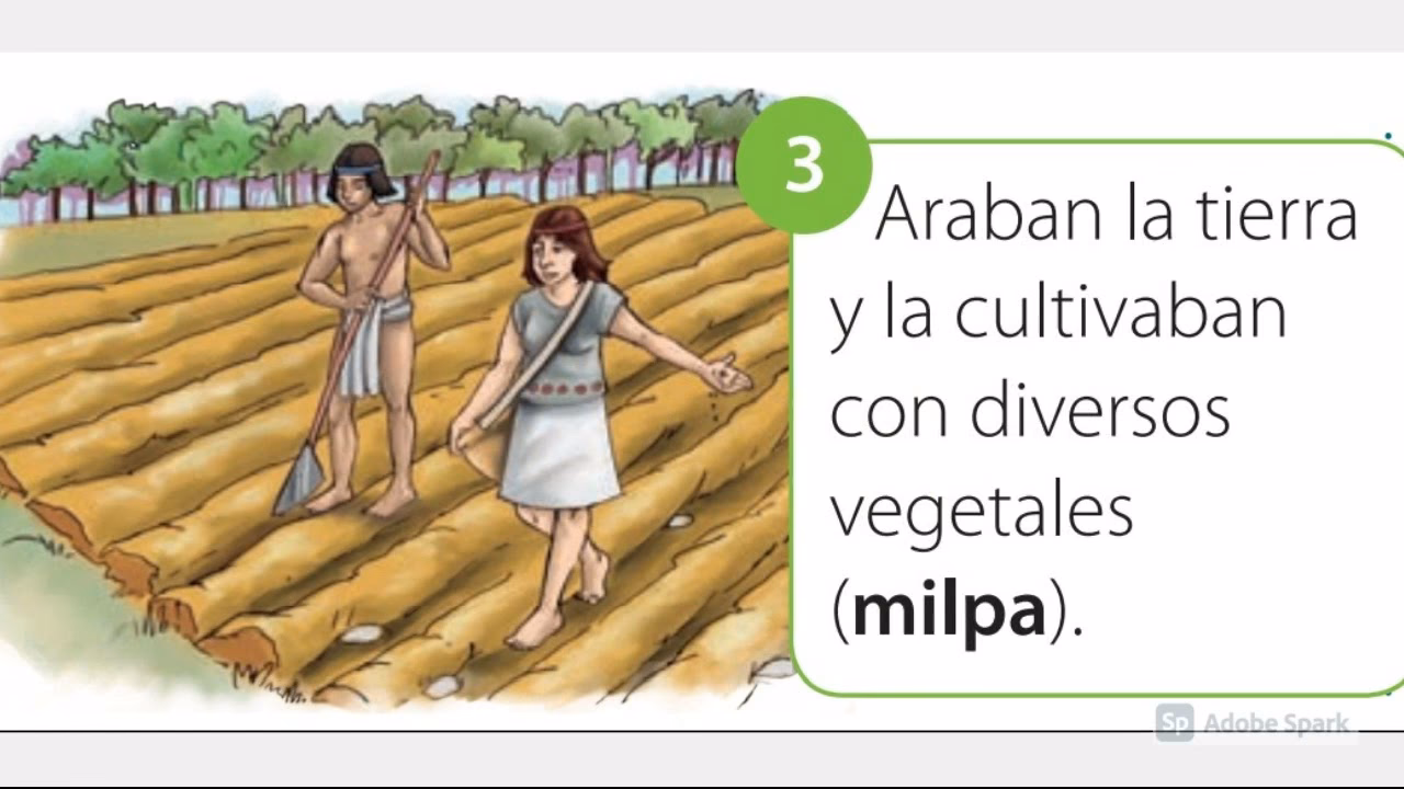 ¿Cuál es la importancia de la ecología en los mayas?