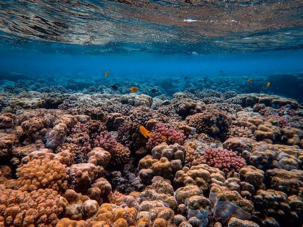 ¿Cómo se rescatan los corales afectados por el calor extremo?