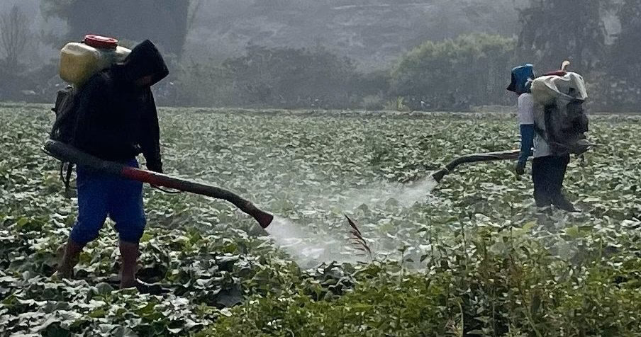 ¿Cuáles son los alimentos con agrotóxicos?