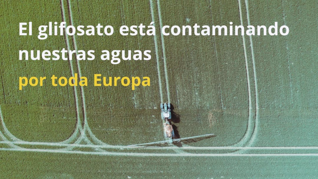 ¿Cómo afecta el glifosato al agua?