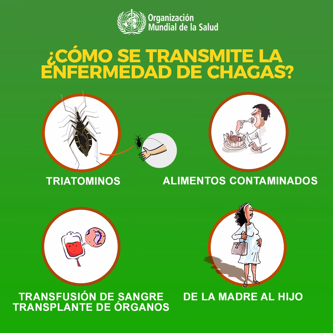 ¿Cuáles son las enfermedades más frecuentes?