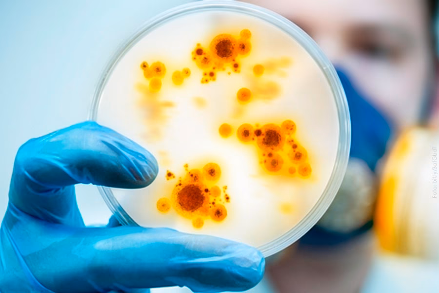 ¿Cómo afecta la deforestación a la enfermedad de Chagas?