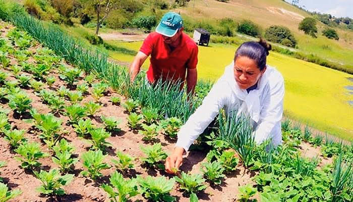 ¿Qué es la agricultura sustentable y ejemplos?