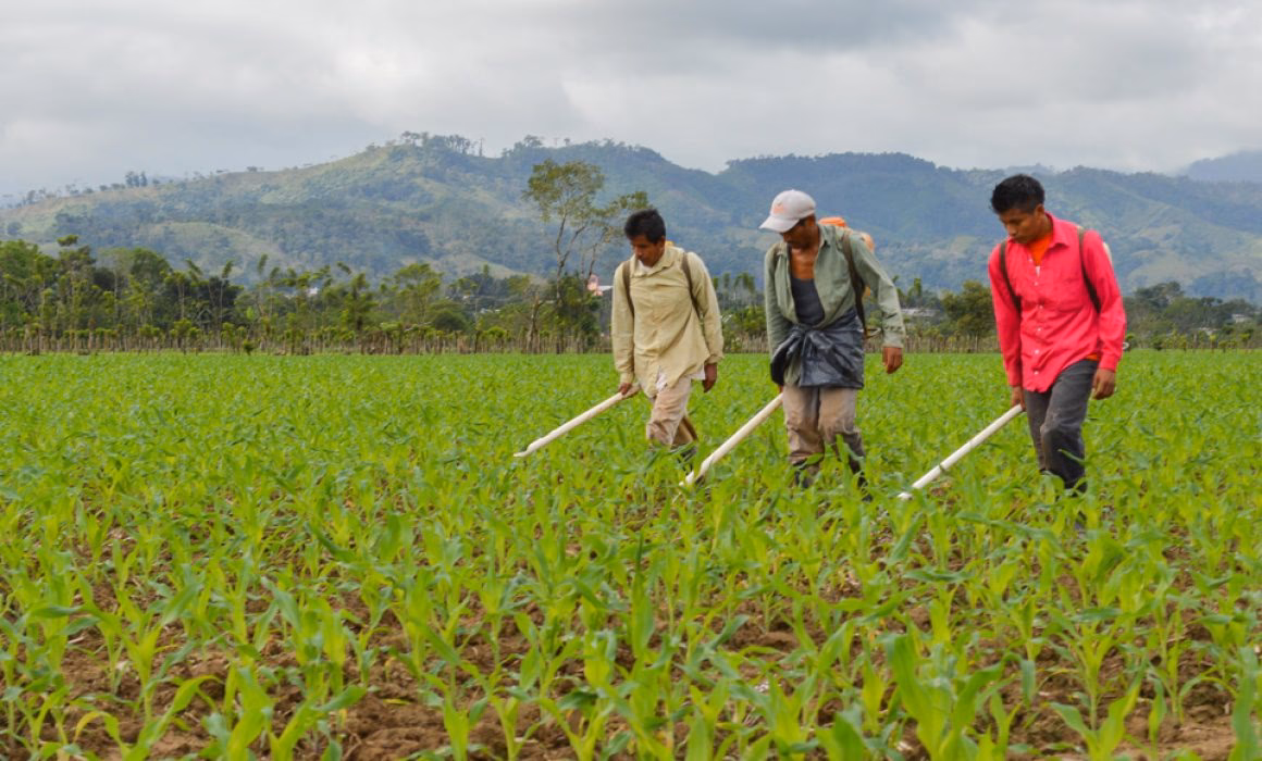 ¿Cuáles son los productos netos ecológicos?