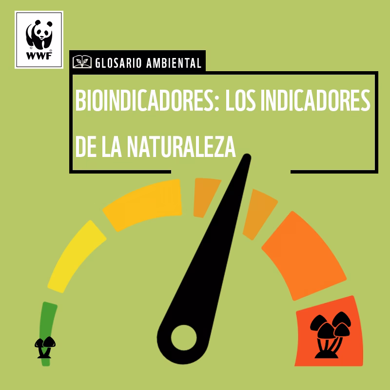 ¿Cuáles son los mejores bioindicadores de Contaminación acuática?