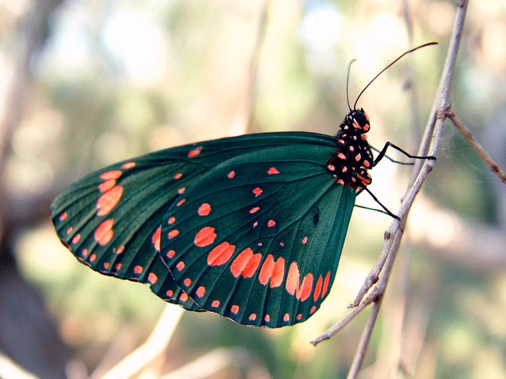 ¿Cómo proteger a las mariposas y sus ecosistemas?