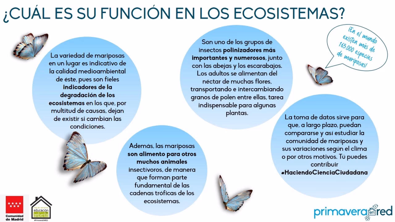 ¿Cuál es el impacto de las mariposas en el turismo?