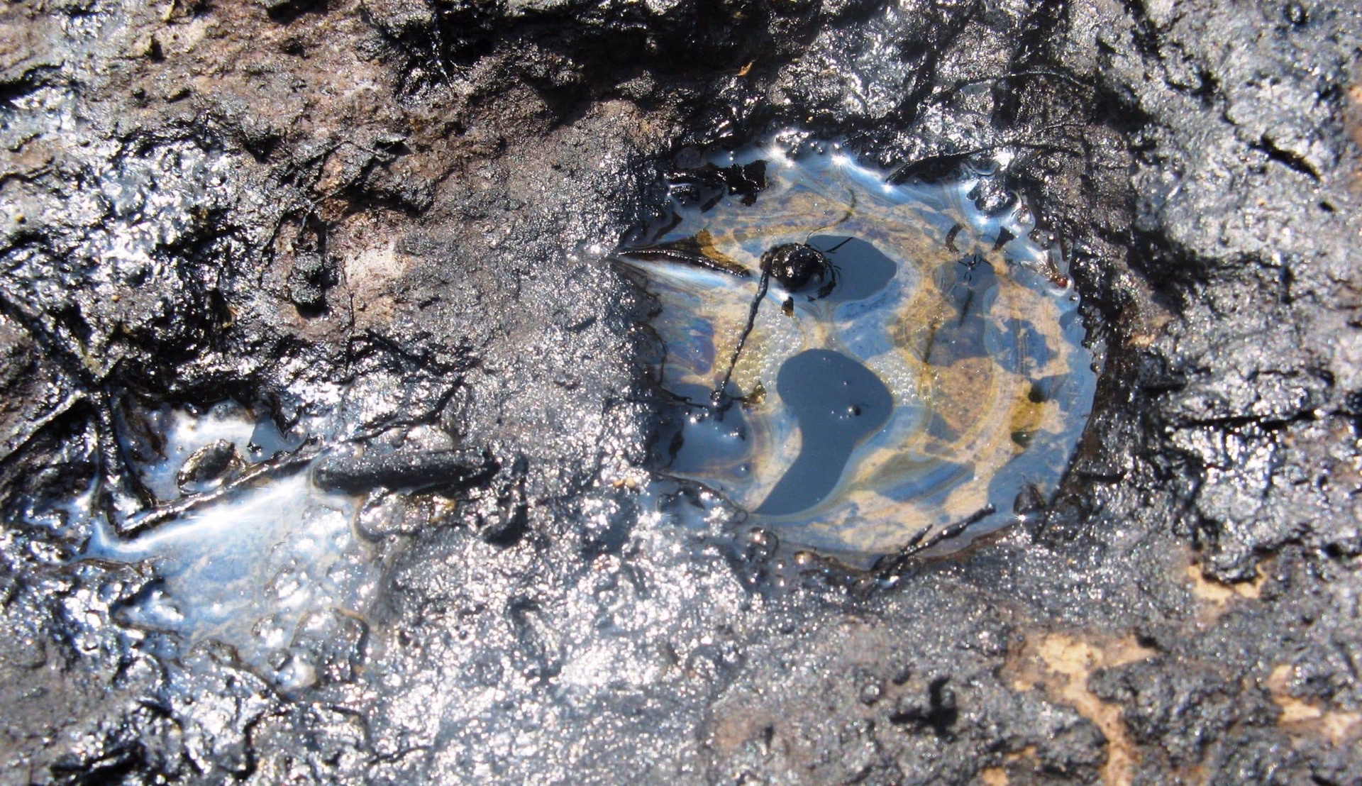 ¿Cómo afectan los metales pesados al medio ambiente?