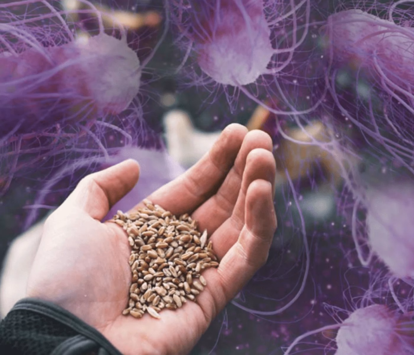 ¿Cuál es la temperatura de germinación del trigo?