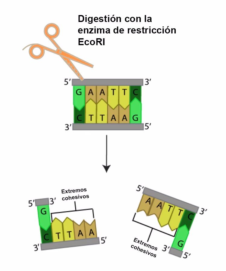 ¿Cuáles son los motivos de secuencia?
