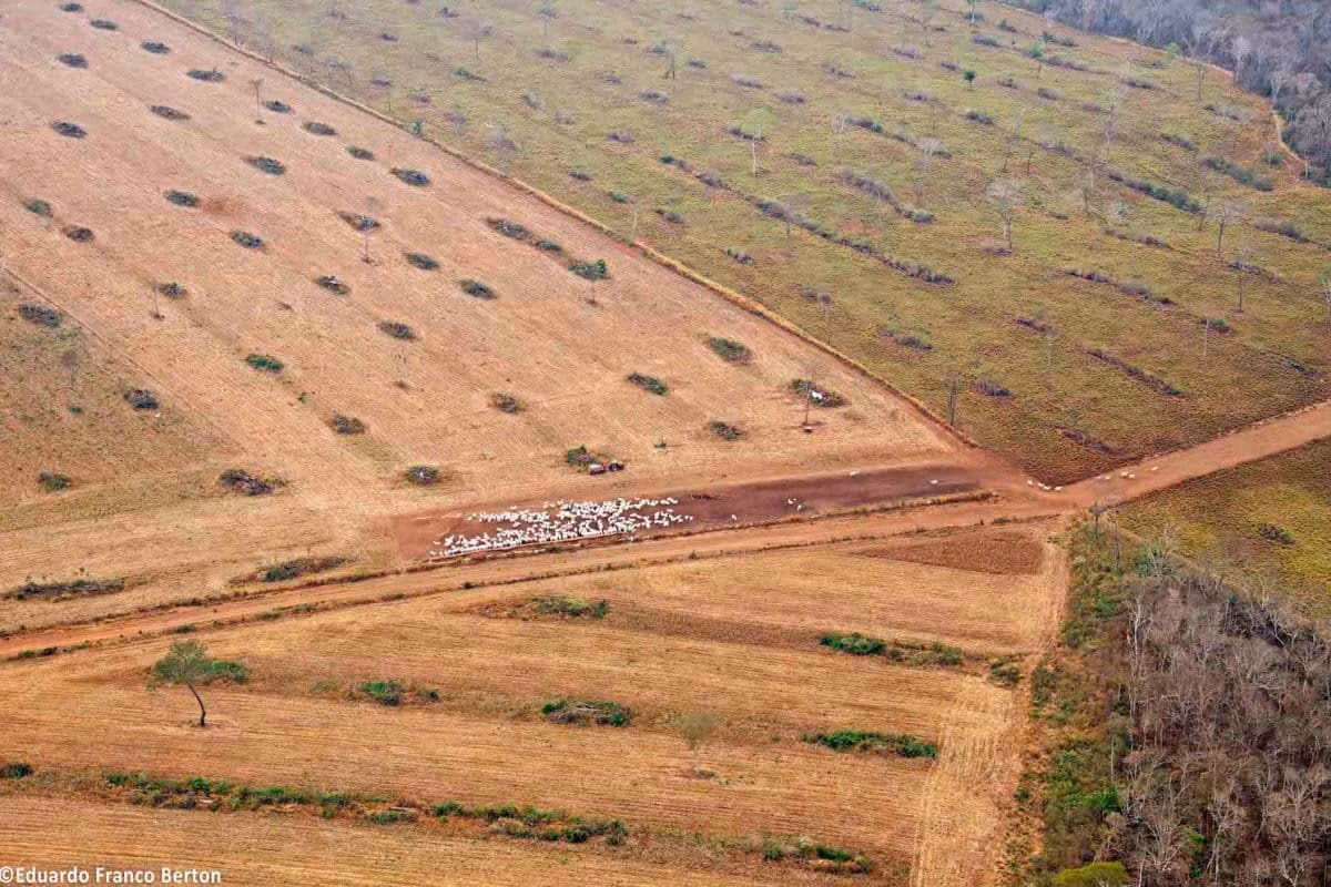 ¿Cómo están trabajando las instituciones del agro para evitar pérdidas de mercado?