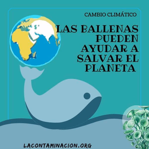 ¿Cuáles son los beneficios climáticos de las ballenas?