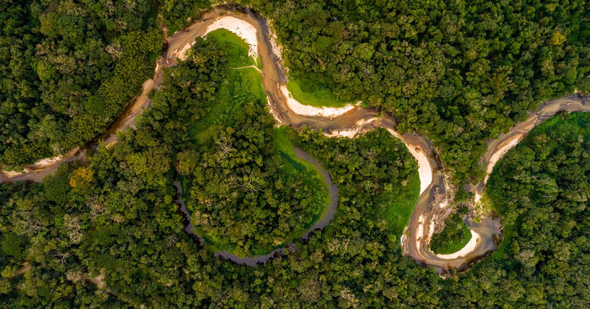 ¿Cuál es el papel de la ganadería en la deforestación del Amazonas?