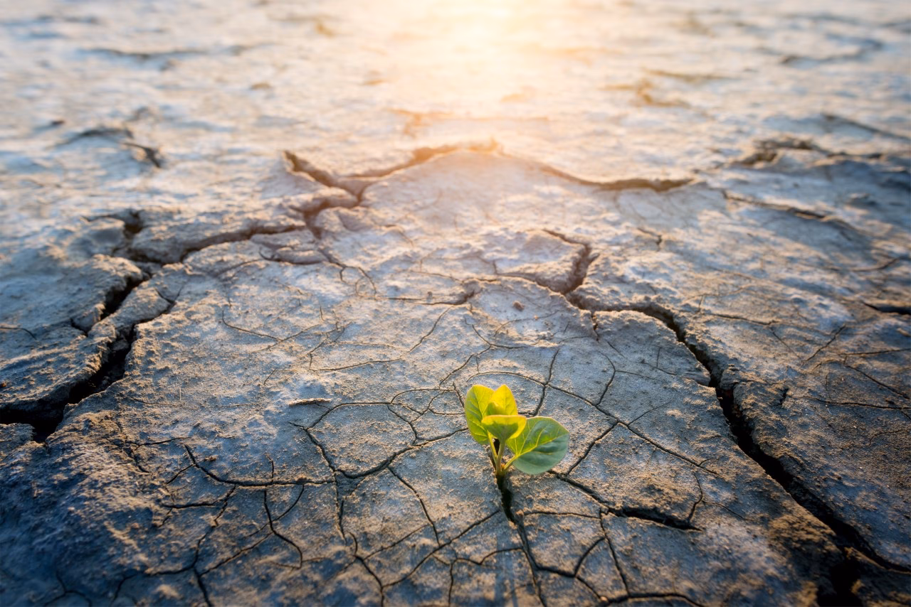 ¿Cómo combatir la contaminación y el cambio climático?