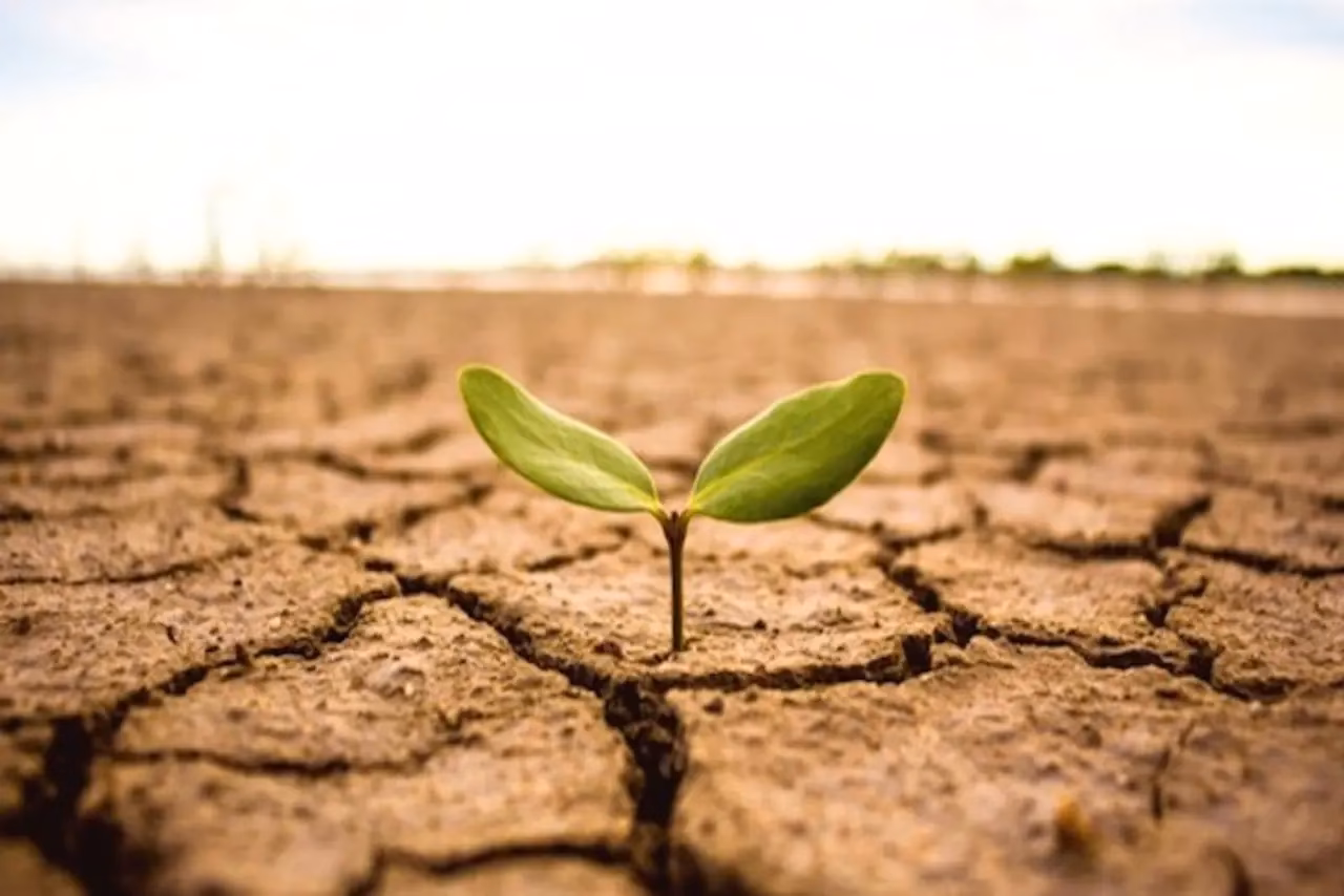 ¿Cómo influye la botánica en el cambio climático?