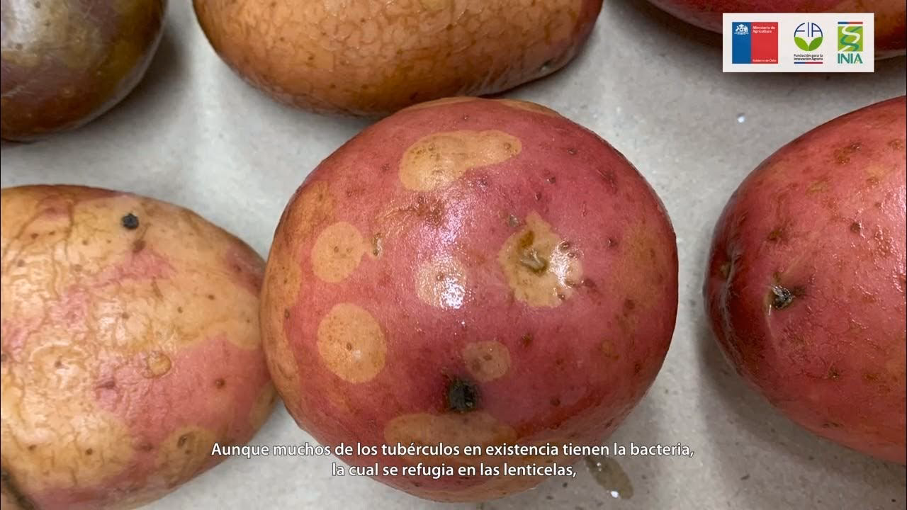 ¿Cuáles son los riesgos de consumir papas verdes?