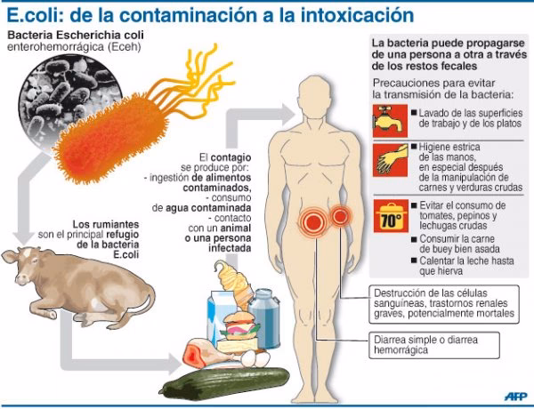 ¿Qué es la bacteria E coli?