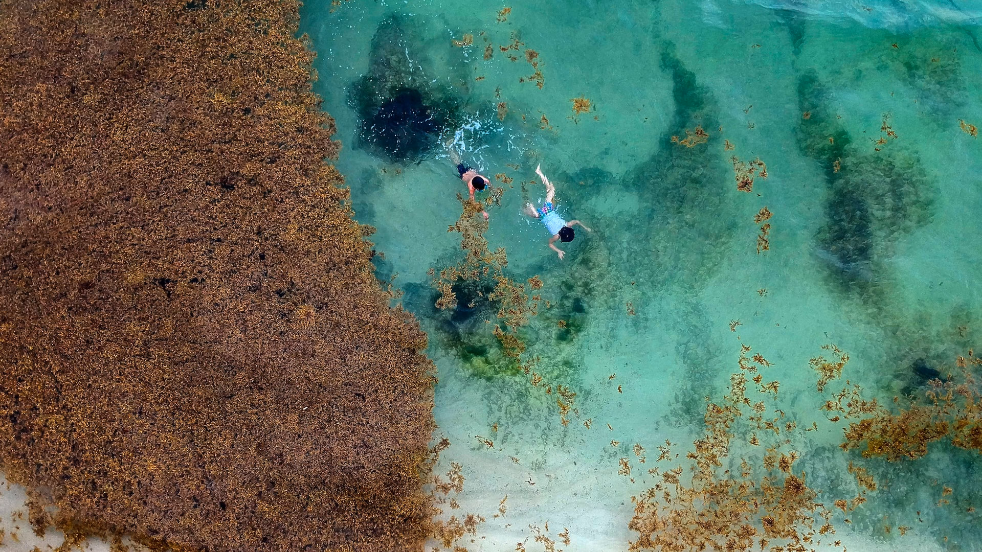 ¿Cuáles son las consecuencias de la invasión de sargazo?