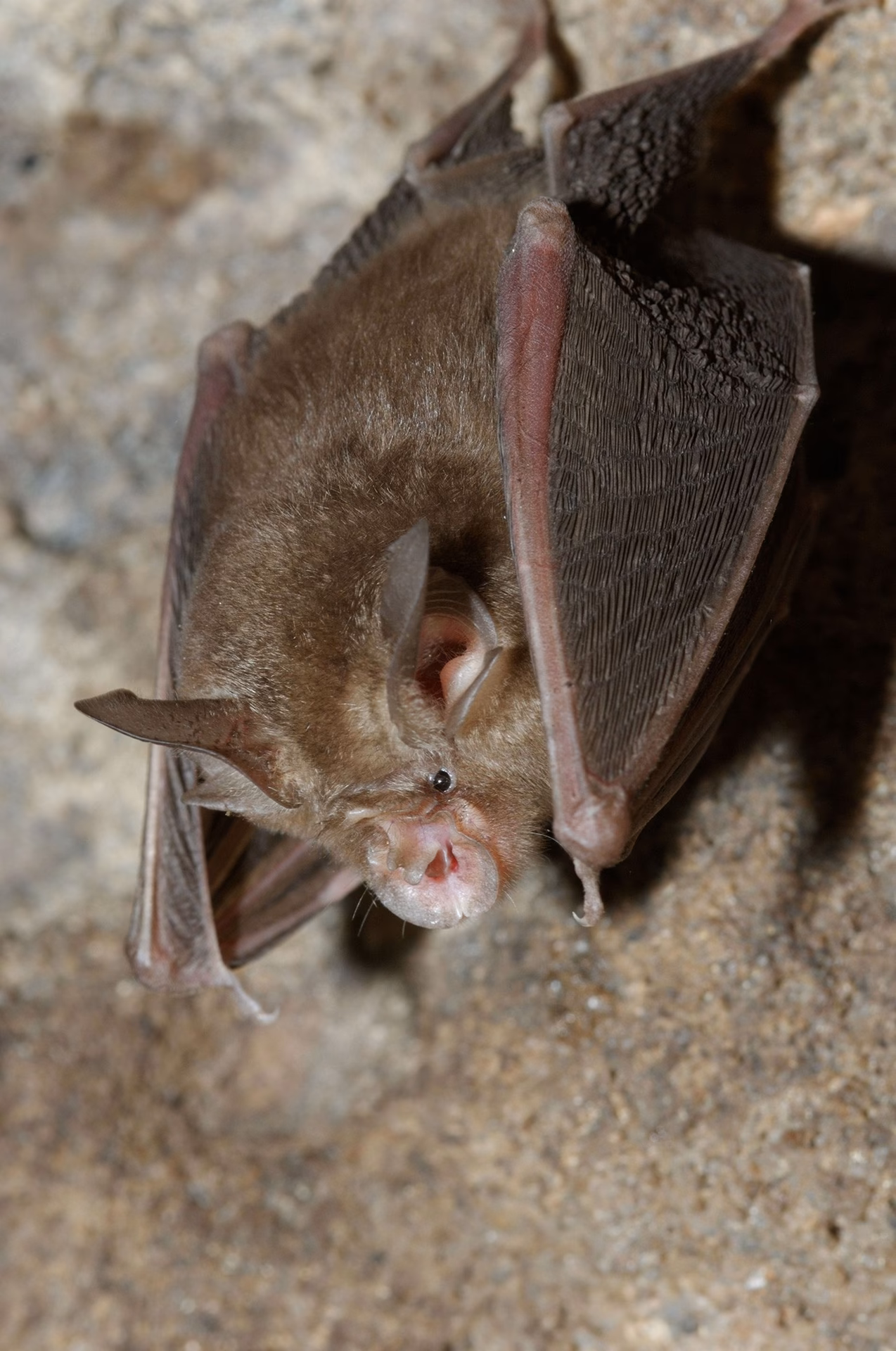 ¿Cuánto puede ingerir un murciélago por noche?