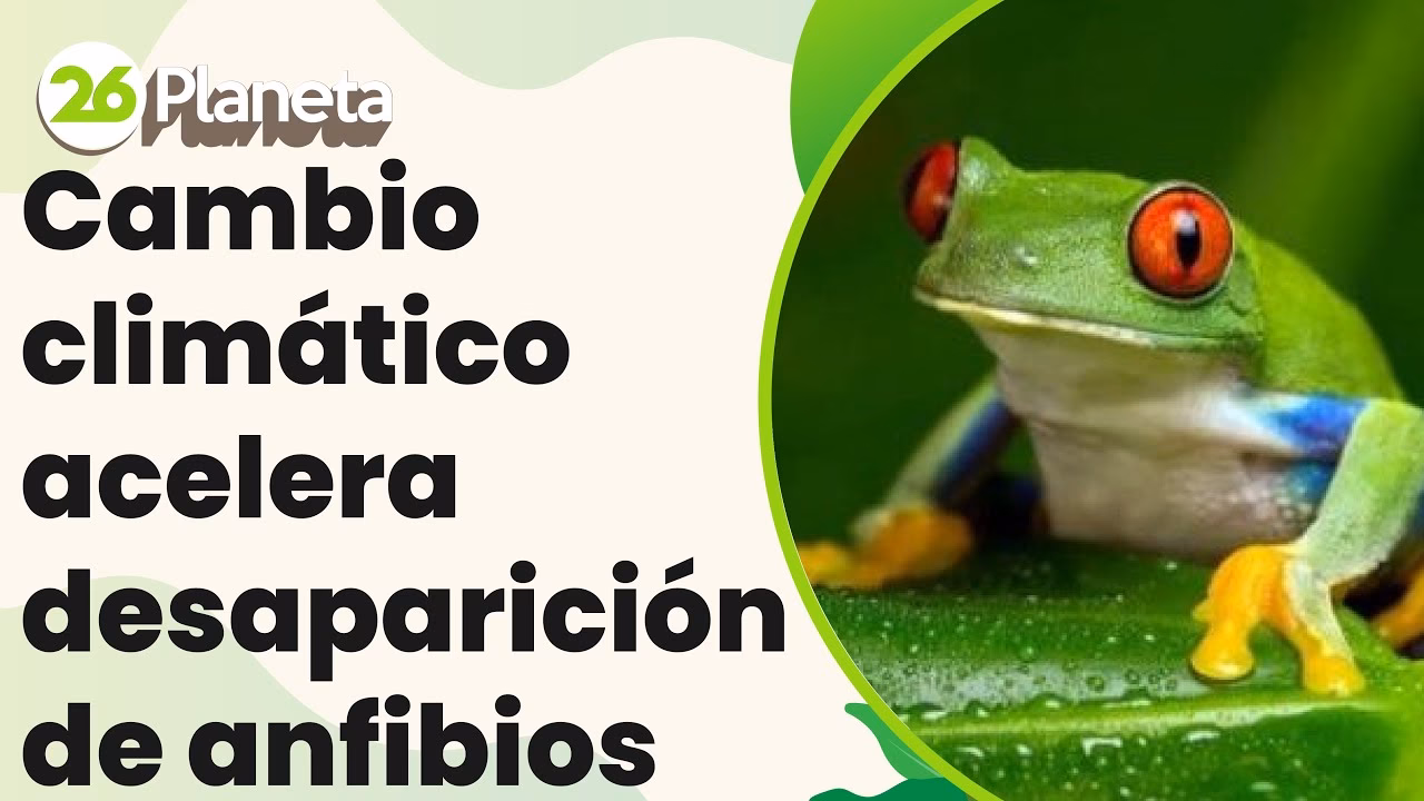¿Qué es la declinación global de ranas?