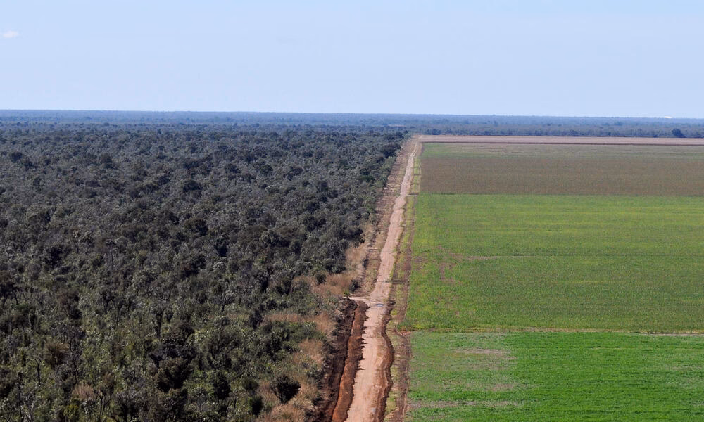 ¿Cuáles son las consecuencias del proceso de soja?