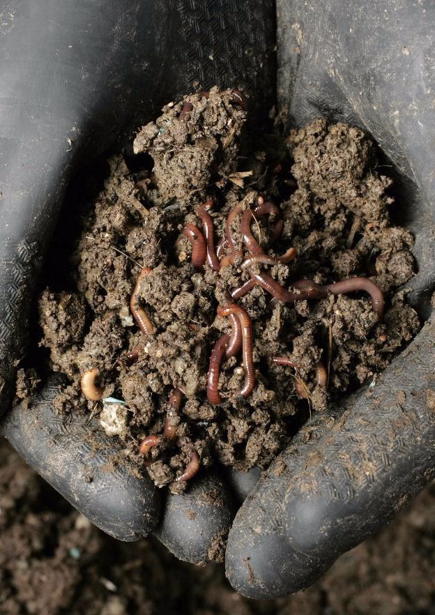 ¿Cuáles son los beneficios de la producción de lombrices?