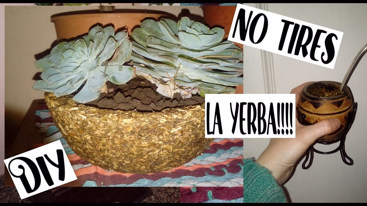 ¿Cómo recuperar la yerba mate seca?