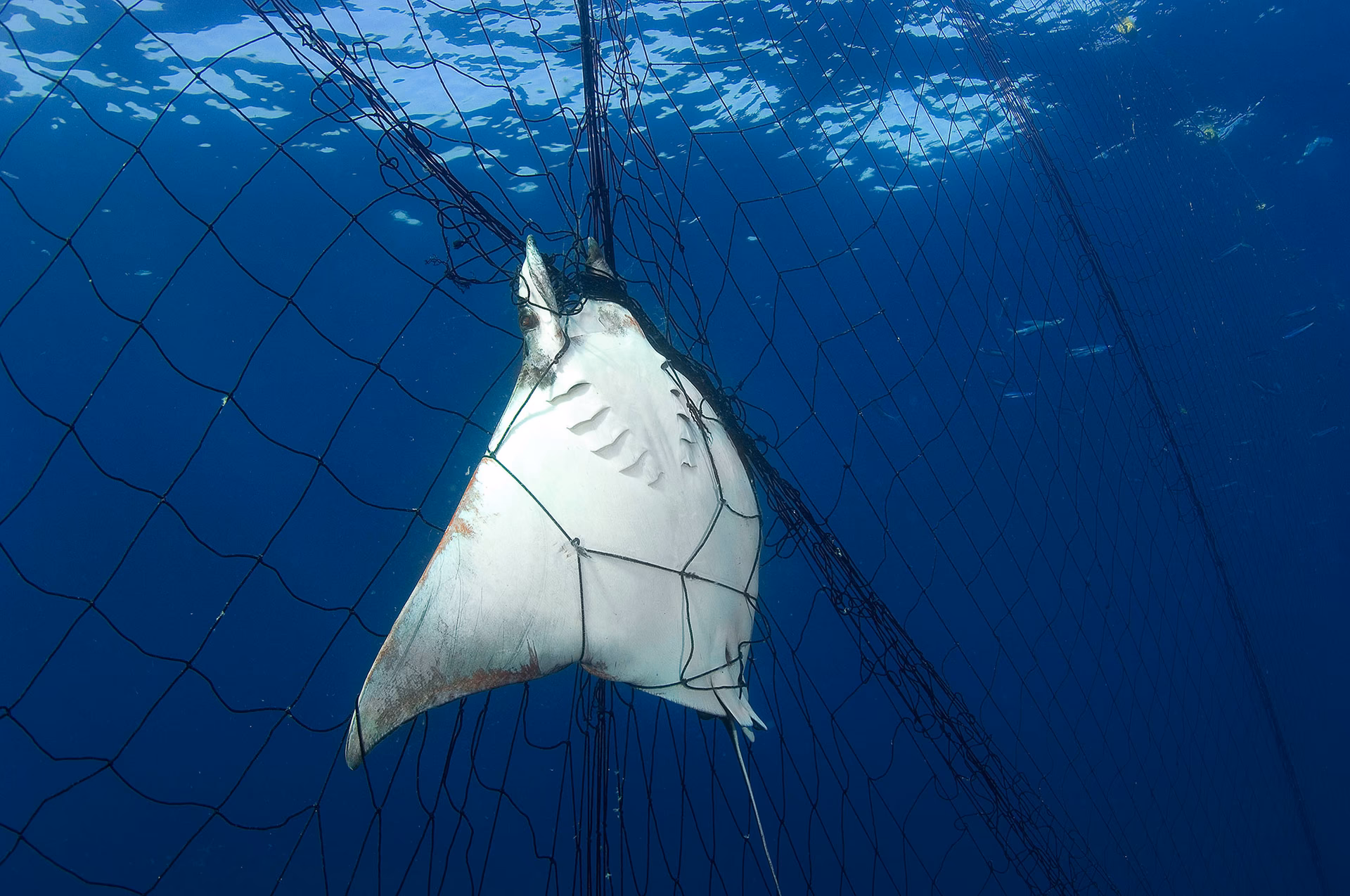 ¿Cómo afectan las redes de pesca a la fauna marina?