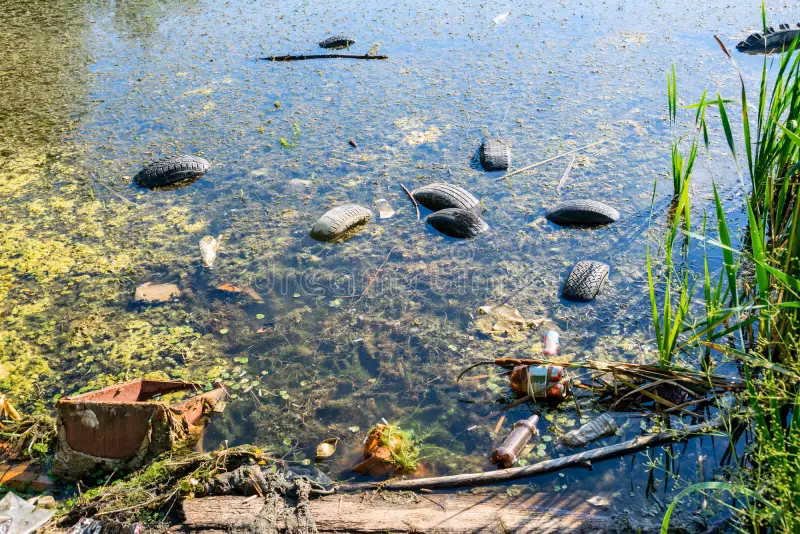 ¿Qué es la gestión sostenible de los reservorios de carbono?