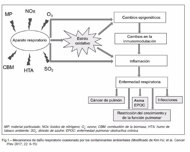 ¿Cuál es el impacto de la exposición a contaminantes sobre la salud respiratoria?