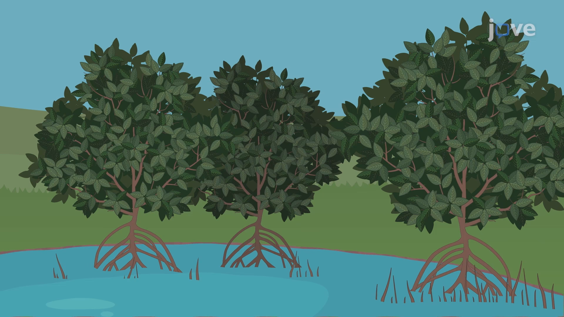 ¿Cómo afecta el agua a la productividad de las plantas?