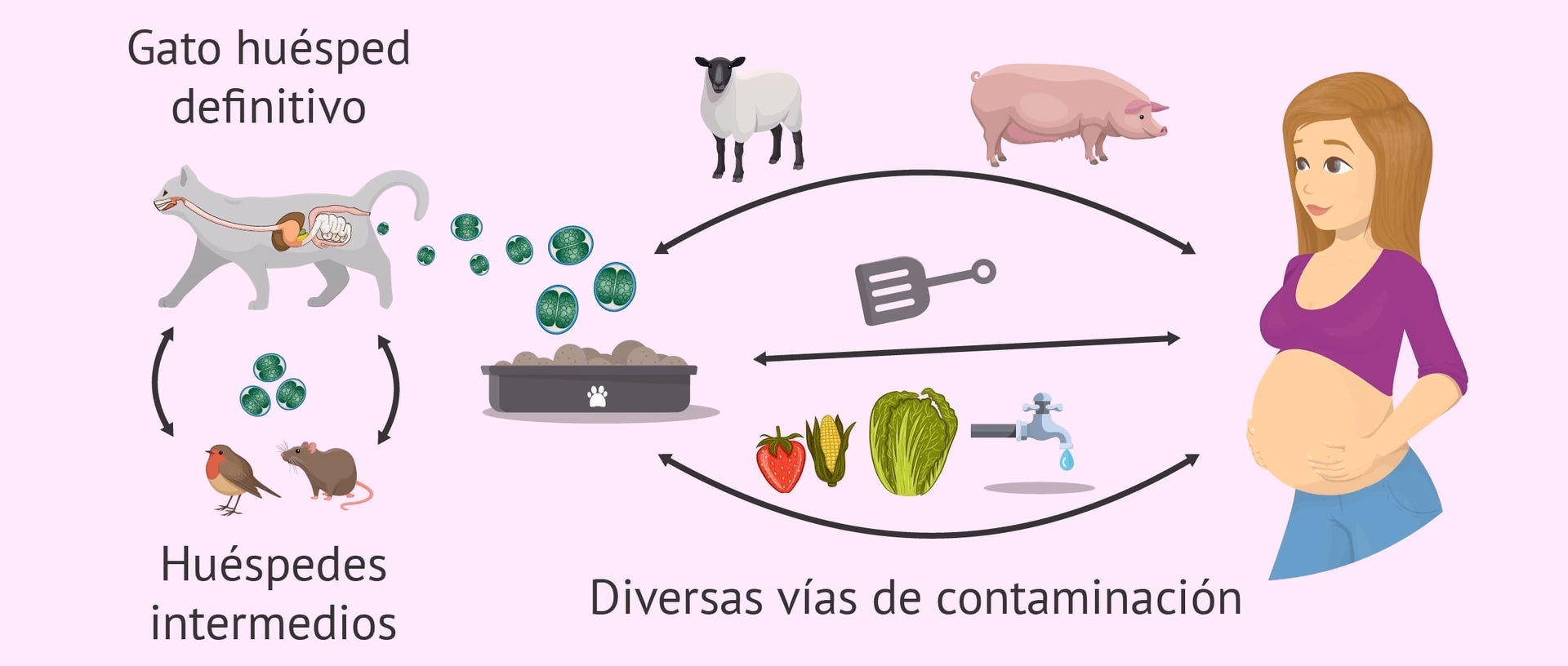 ¿Cómo tratar la toxoplasmosis en niños?