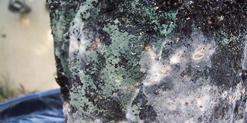 ¿Cómo prevenir el micelio?